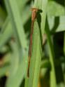 Anisagrion allopterum (Middle American Pearlwing) male.jpg